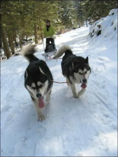 Moins rapide que le husky, mais plus fort pour la traction du traneau, le malamute est surnomm... ?