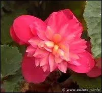 Quelle est cette fleur ?