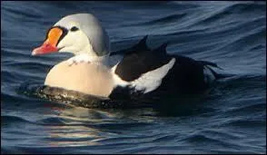 Quel est ce canard ?