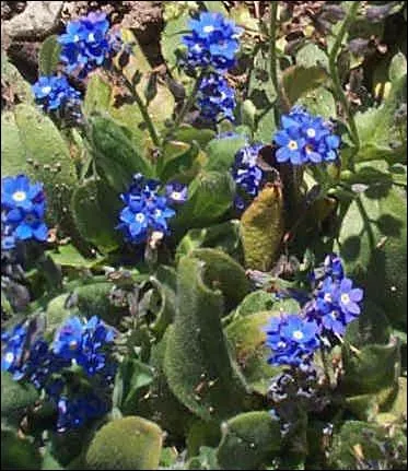 Quel est l'autre nom du myosotis ?