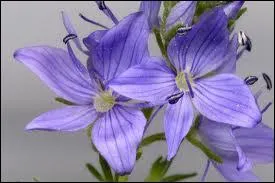 Reconnaissez-vous cette fleur ?