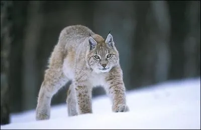 Lorsque l'on a une vue perante, on dit souvent que l'on a un...