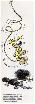 Finalement, les 'naturalistes' rpertorient le Marsupilami avec l'chidn et l'ornithorynque. Comment s'appelle cette famille ?