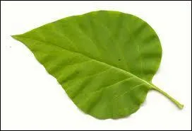 A quel arbre appartient cette feuille ?