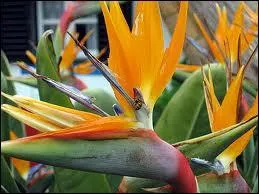 Quel est l'autre nom du Stelitzia ?