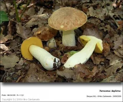 De quelle famille fait partie ce champignon ?