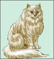 A quel ge un chat atteint-il sa taille adulte ?