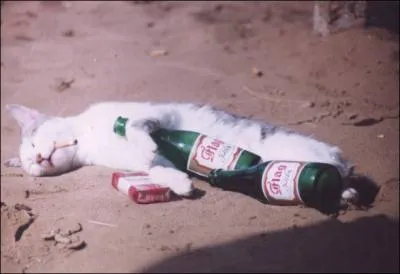 A quel ge meurt un chat ?