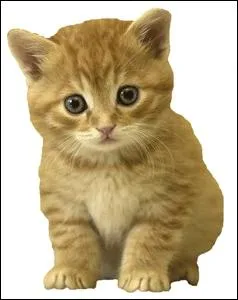 A quel ge un chaton apprend-il son nom ?