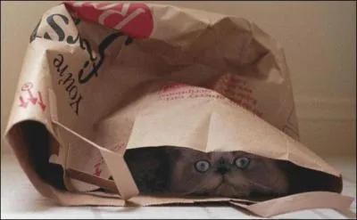 De quoi les chats ont-ils le plus peur ?