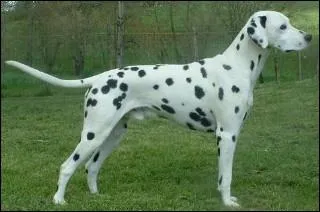  quelle race appartient ce chien ?