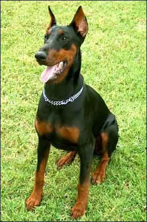  quelle race ce chien appartient-il ?