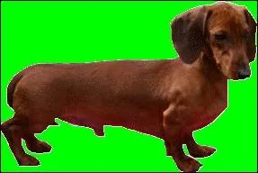  quelle race ce chien appartient-il ?