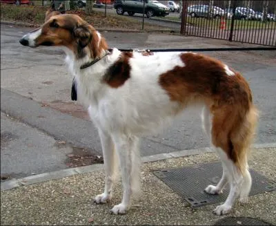  quelle race ce chien appartient-il ?