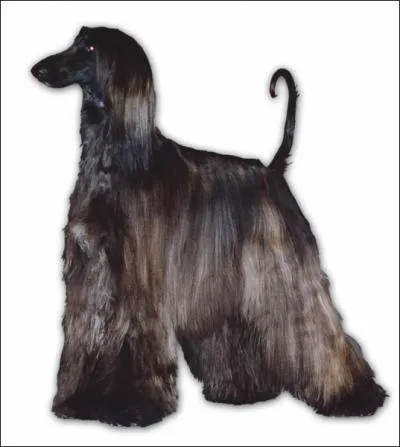  quelle race appartient ce chien ?