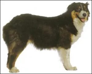  quelle race ce chien appartient-il ?