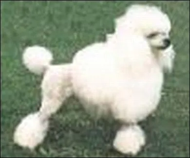  quelle race appartient ce chien ?