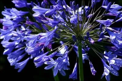 Comment se nomme cette fleur ?