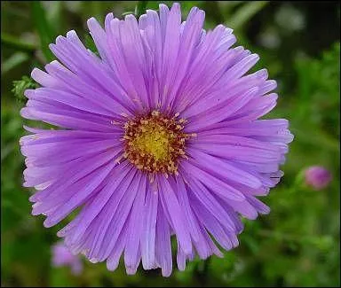 L'Aster signifie quelque chose , mais quoi ?