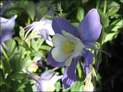 Connaissez-vous la signification de cette fleur ?