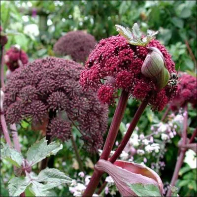 De la famille des Apiaceae, qui suis-je ?