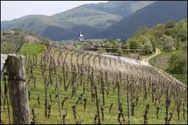 Qu'est-ce que le phylloxra ?