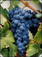 Quelle divinit de la mythologie romaine a des grappes de raisin pour attribut ?