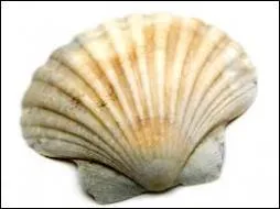 Quelle divinit de la mythologie romaine a un coquillage pour attribut ?