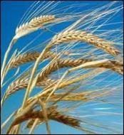 Quelle divinité de la mythologie romaine a des épis de blé pour attribut ?