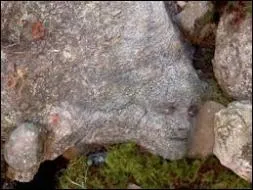 Dans quel art de la guerre Peeta est-il un surdoué ?