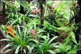 Quel pourcentage de la fort vierge amazonnienne a disparu suite  la dforestation ?