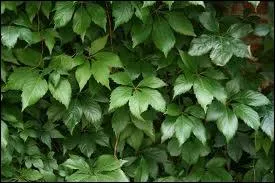 La Vigne vierge dsigne de nombreuses plantes grimpantes de la famille des :