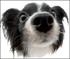 Les chiens ont les sens en veil, mais lequel (parmi ceux proposs) est beaucoup plus dvelopp chez les chiens que chez l'homme ?