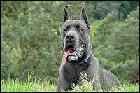 C'est une des plus grande races de chien :