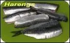 Comment sont prpars les harengs  la calaisienne ?
