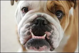 De combien de dents se compose la dentition d'un chien adulte ?