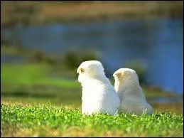 Le chien est le meilleur ami...