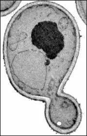 La zymologie est une science qui tudie