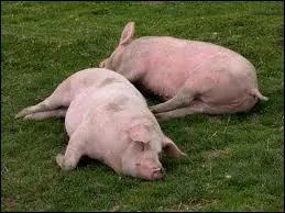 Que signifie l'expression : 'Avoir des yeux de cochon' ?