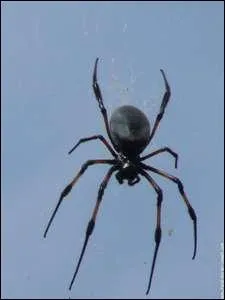 Comment dit-on 'araigne' en anglais ?