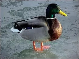 Comment dit-on 'canard' en anglais ?