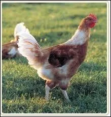 Comment dit-on 'poulet' en anglais ?