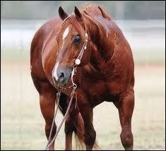 Comment dit-on 'cheval' en anglais ?