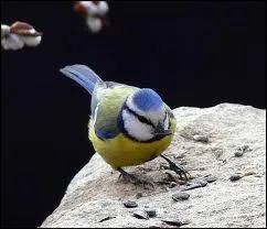 Comment dit-on 'oiseau' en anglais ?