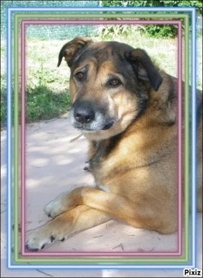 Comment dit-on 'chien' en anglais ?