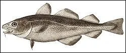 Quel est ce poisson connu aussi sous le nom de cabillaud ?