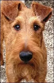 Quelle est la race de ce chien ?