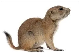 Qu'est-ce que c'est ?