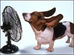 Quel chien de magazine tl se rafraichit avec un ventilateur ?