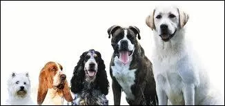 Combien y a-t-il de races de chien ?